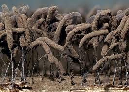 Attēlu rezultāti vaicājumam “Stemonitopsis aequalis var. microspora spores”