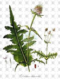 Image result for Dipsacus laciniatus