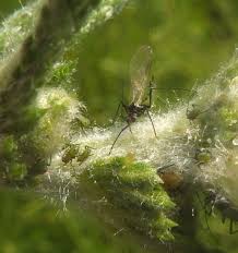 Attēlu rezultāti vaicājumam “Macrosiphoniella millefolii”