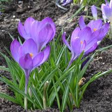 Attēlu rezultāti vaicājumam “Crocus vernus subsp. vernus”