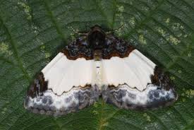 Attēlu rezultāti vaicājumam “Mesoleuca albicillata”