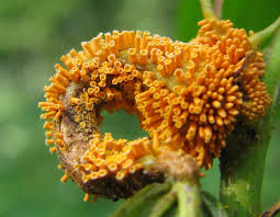 Attēlu rezultāti vaicājumam “Puccinia coronata”