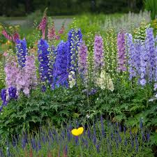 Image result for Delphinium
