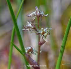 Attēlu rezultāti vaicājumam “Scheuchzeriaceae”