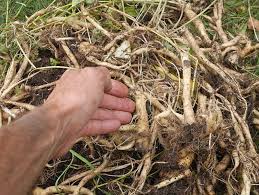 Attēlu rezultāti vaicājumam “Phyteuma spicatum fruit”