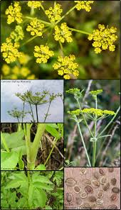 Image result for Pastinaca sativa