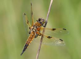Attēlu rezultāti vaicājumam “Libellula quadrimaculata”