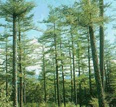 Attēlu rezultāti vaicājumam “Larix kaempferi”