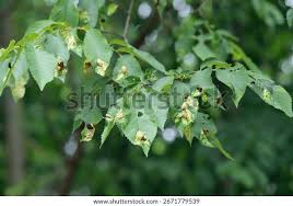 Attēlu rezultāti vaicājumam “Tetraneura ulmi”