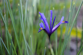 Attēlu rezultāti vaicājumam “Iris reticulata”