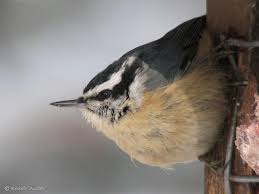 Image result for Sitta canadensis