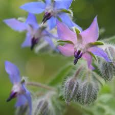 Image result for Borretsch