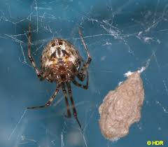 Attēlu rezultāti vaicājumam “Theridiidae”