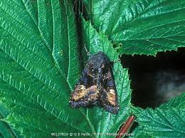 Attēlu rezultāti vaicājumam “Euplexia lucipara”