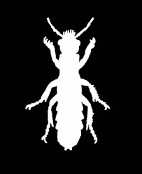 Attēlu rezultāti vaicājumam “Staphylinus erythropterus”