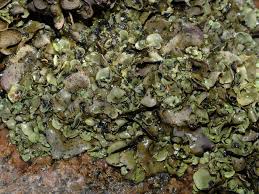 Attēlu rezultāti vaicājumam “Dermatocarpon luridum”