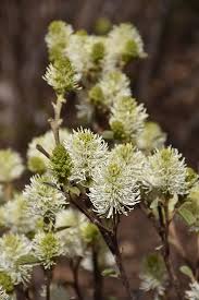 Attēlu rezultāti vaicājumam “Fothergilla major”