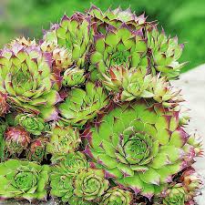 Image result for echtes Hauswurz