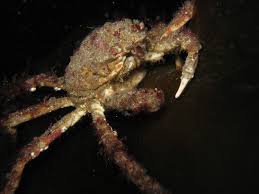 Image result for Hyas coarctatus