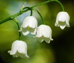 Attēlu rezultāti vaicājumam “Convallaria majalis flower”