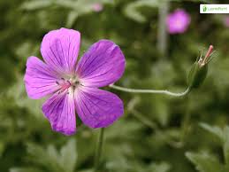 Attēlu rezultāti vaicājumam “Geranium palustre flower”