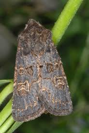 Attēlu rezultāti vaicājumam “Tholera cespitis”