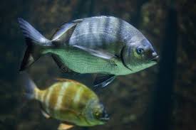 Image result for Diplodus ascensionis