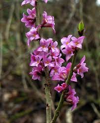 Attēlu rezultāti vaicājumam “Daphne mezereum flower”