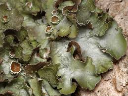 Attēlu rezultāti vaicājumam “Pleurosticta acetabulum”