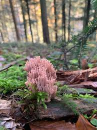 Attēlu rezultāti vaicājumam “Clavulina amethystina”
