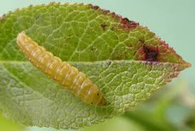 Attēlu rezultāti vaicājumam “Ancylis myrtillana”