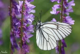 Attēlu rezultāti vaicājumam “Aporia crataegi upperside”