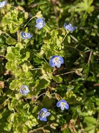 Attēlu rezultāti vaicājumam “Veronica filiformis flower”