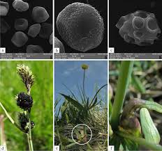 Attēlu rezultāti vaicājumam “Anthracoidea”