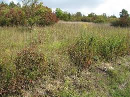 Attēlu rezultāti vaicājumam “Gynaephora selenitica”