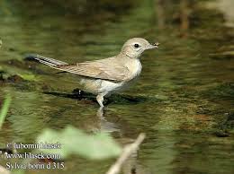 Attēlu rezultāti vaicājumam “Sylvia borin adult”