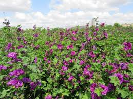 Image result for Malva sylvestris var. mauritiana