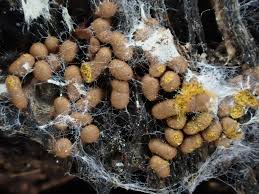 Attēlu rezultāti vaicājumam “Trichia contorta”