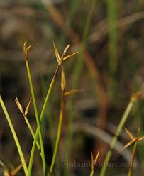 Attēlu rezultāti vaicājumam “Carex pauciflora”