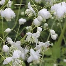 Attēlu rezultāti vaicājumam “Thalictrum lucidum”
