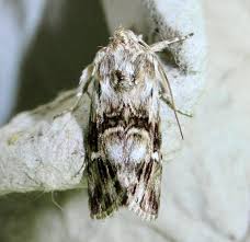 Attēlu rezultāti vaicājumam “Calophasia lunula”