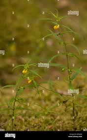 Attēlu rezultāti vaicājumam “Melampyrum sylvaticum flower”