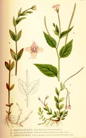 Attēlu rezultāti vaicājumam “Epilobium montanum flower”