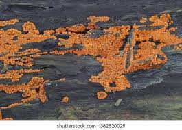 Attēlu rezultāti vaicājumam “Trichia botrytis”