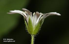 Attēlu rezultāti vaicājumam “Stellaria nemorum flower”