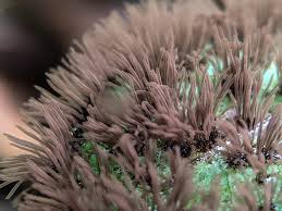 Attēlu rezultāti vaicājumam “Stemonitopsis hyperopta var. landewaldii macro”