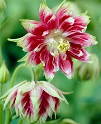 Image result for Aquilegia vulgaris `Nora Barlow`