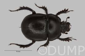 Attēlu rezultāti vaicājumam “Geotrupes”