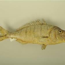 Image result for Lithognathus mormyrus