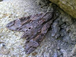 Attēlu rezultāti vaicājumam “Rhyparia purpurata”